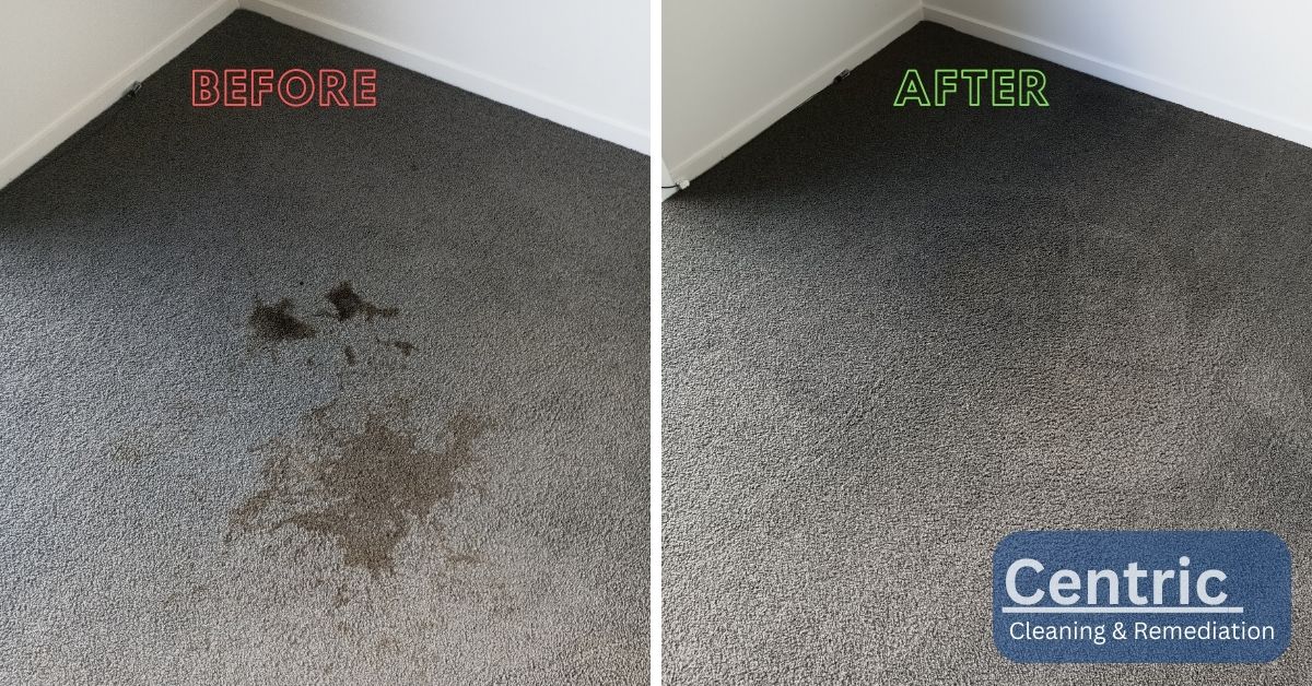 carpet Stain Removal